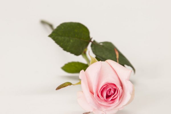 Single pink Rose. From €4.
